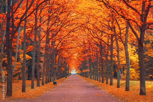Fototapeta Naklejka Na Ścianę i Meble -  Alley of orange-red maples in the park walking path in perspective.