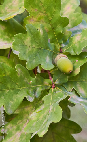 oak acorns grow on a tree