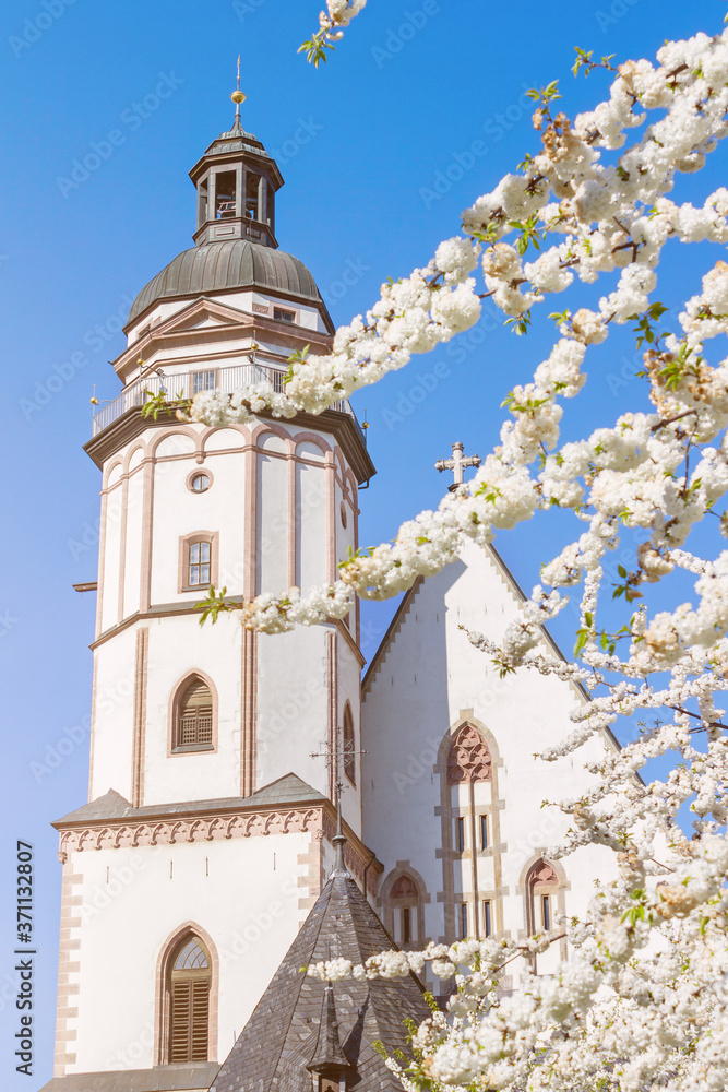 Kirschblüten im Frühling vor der Leipziger Thomaskirche.
