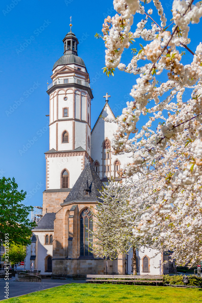 Kirschblüten im Frühling vor der Leipziger Thomaskirche.