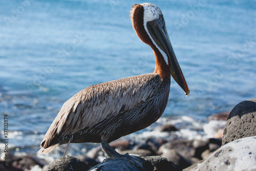 Brown pelican in Galapagos photo