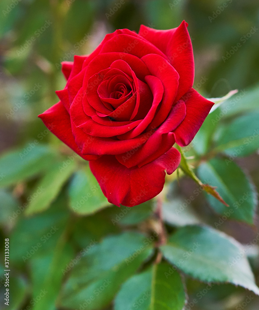 red rose flower close-up on green background red rose flower close-up on green background