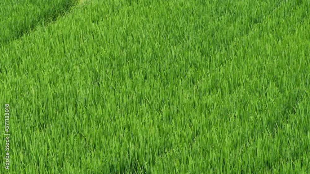 Midsummer, rice seedlings planted all over the fields Midsummer, rice seedlings planted all over the fields