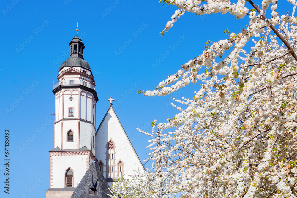 Kirschblüten im Frühling vor der Leipziger Thomaskirche.