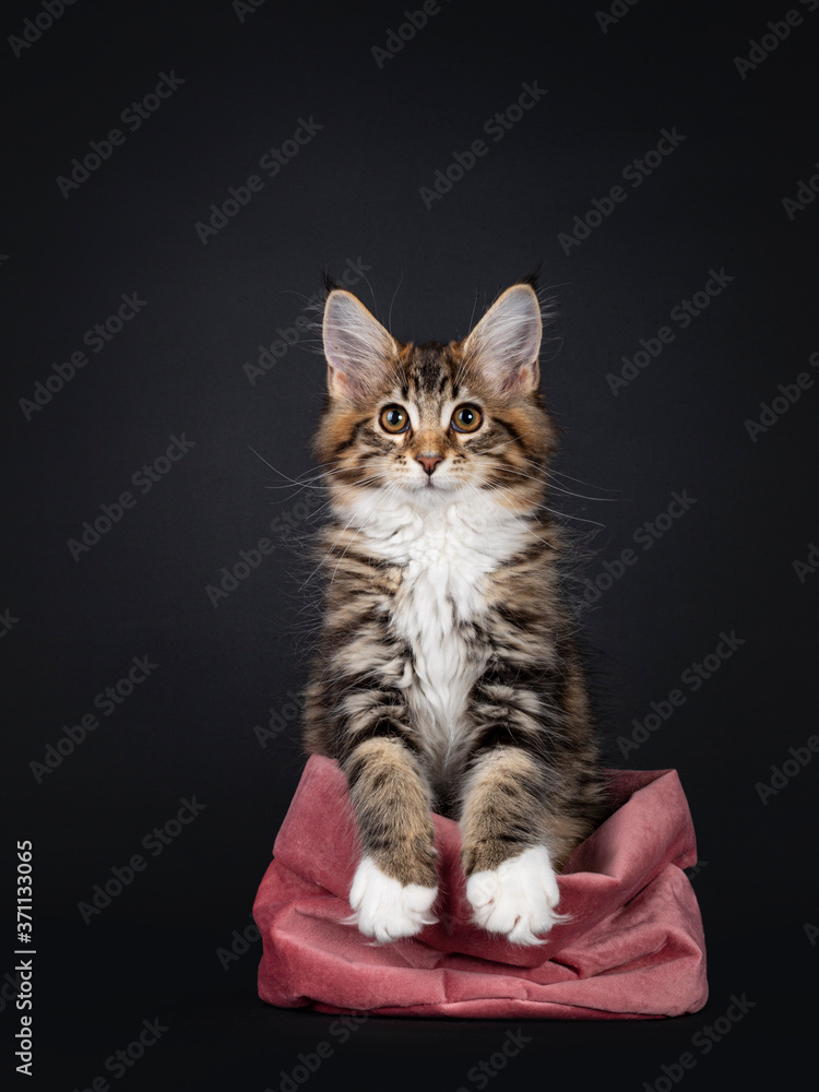 Very sweet tortie Maine Coon cat kitten with white socks, sitting like bunny in pink velvet bag. Looking above camera. Isolated on black background.