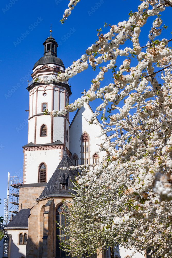 Kirschblüten im Frühling vor der Leipziger Thomaskirche.
