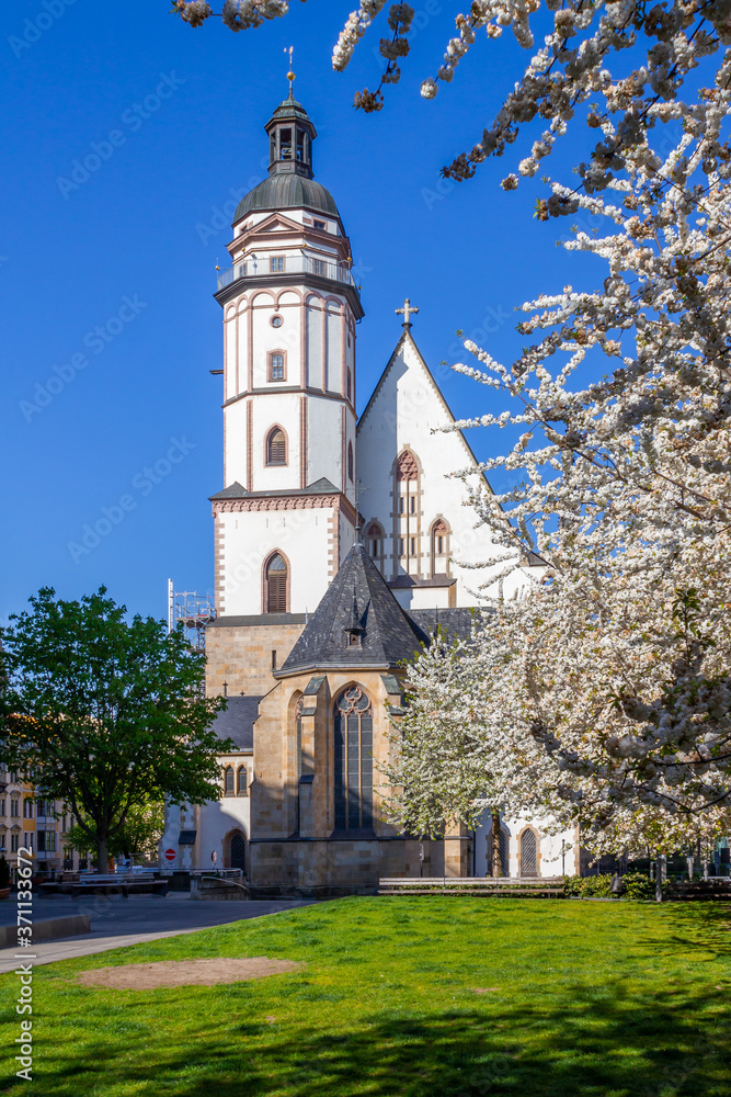 Kirschblüten im Frühling vor der Leipziger Thomaskirche.