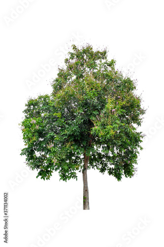Beautiful green tree (Lagerstroemia floribunda) isolated on white background.