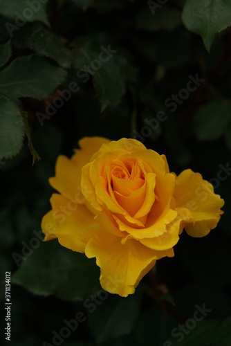Yellow Flower of Rose 'Henry Fonda' in Full Bloom 