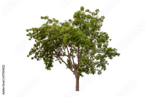 Large green tree (Neem Tree) isolated on white background.