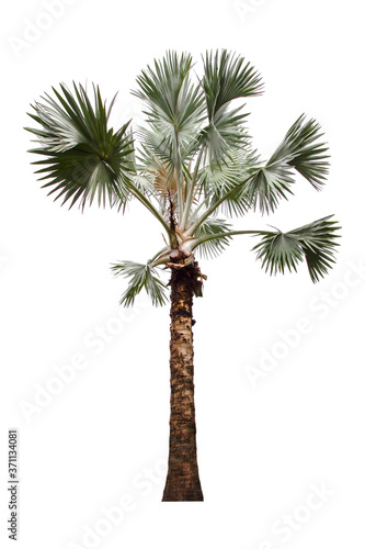 Beautiful palm tree isolated on white background.