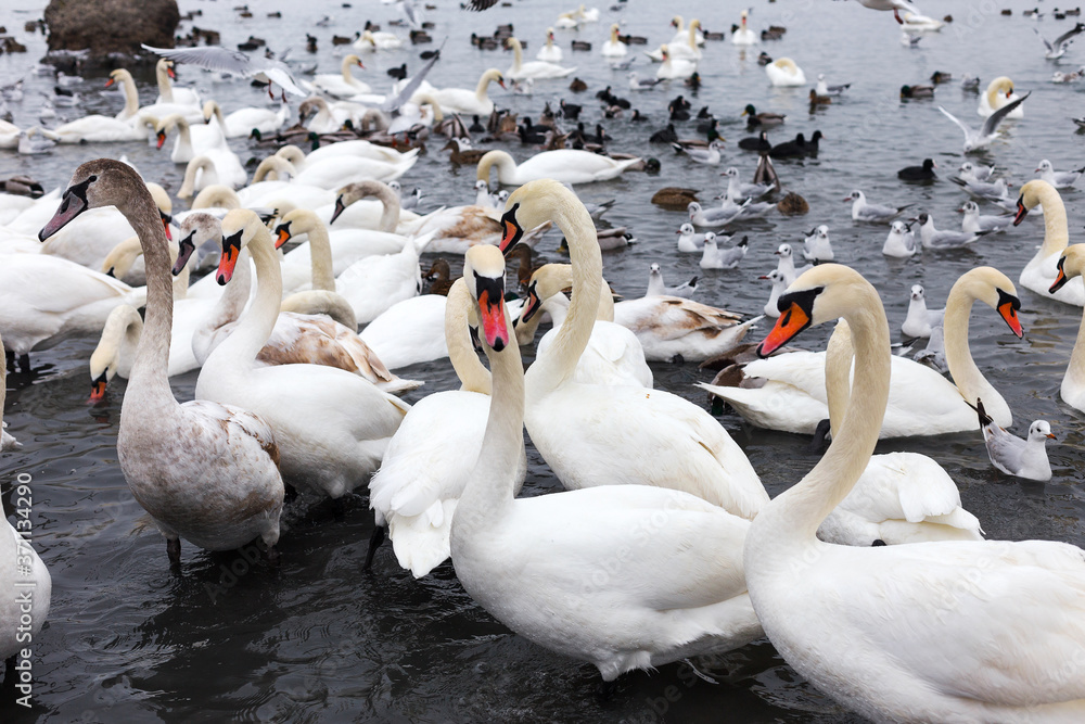 Obraz premium White swans, wild ducks and gulls swimming in sea water in winter. Fighting seagulls beg for food from people. Birds wintering cold.