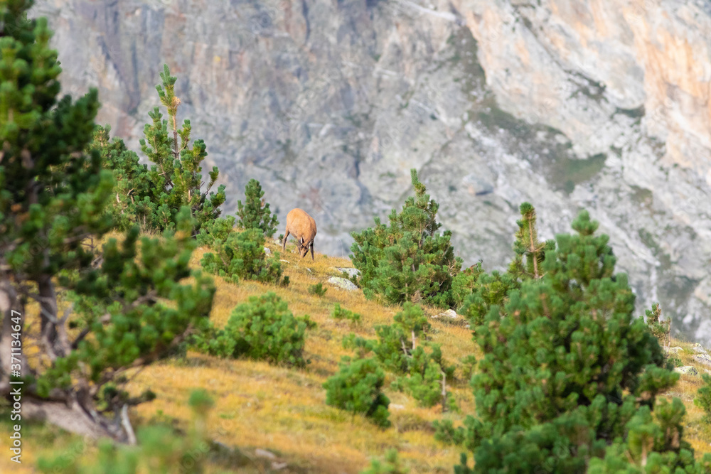 rebaño de rebecos o gamuzas (Rupicapra rupicapra) en el Pirineo catalán. Vallter, Ulldeter, Setcases, El Ripollès, Girona, Catalunya.