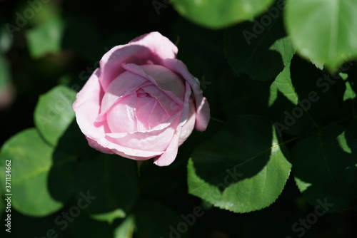 Pink Flower of Rose 'Her Majesty' in Full Bloom
