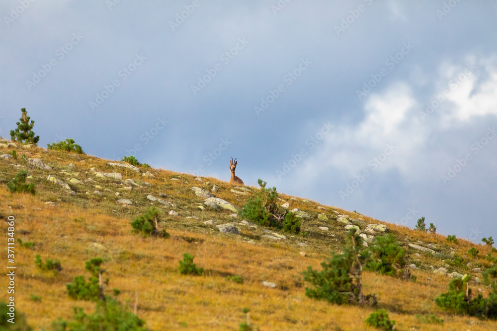 Rebeco o gamuza (Rupicapra rupicapra) observando en un prado alpino en el Pirineo catalán. Vallter, Ulldeter, Setcases, El Ripollès, Girona, Catalunya.