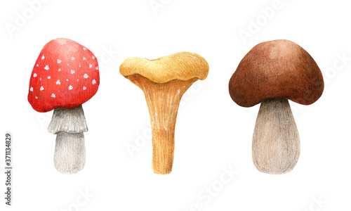 Set of forest mushrooms isolated on white background. Amanita, chanterelle, brown cap boletus. Watercolor hand-drawn illustration. Perfect for recipe, menu, card, prints, covers, patterns, invitations