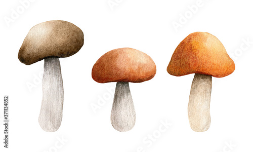Set of autumn forest mushrooms. Brown cap boletus isolated on white background. Watercolor hand-drawn illustration. Perfect for your project, recipe, menu, cards, prints, covers, patterns, invitations