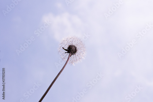 White fluffy dandelion with seeds on the background of the sky. Close-up. Fragility concept