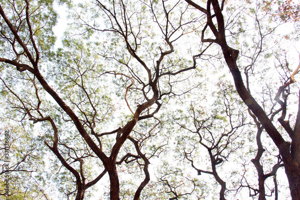 Fototapeta premium Art of tree. The picture shows the endless spreading of branches. A natural big tree in Southeast Asia.