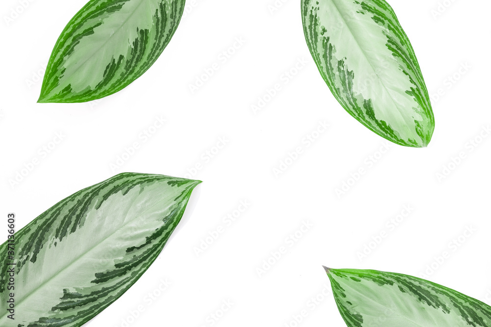 tropical leaves isolated on white background with text place  - Image