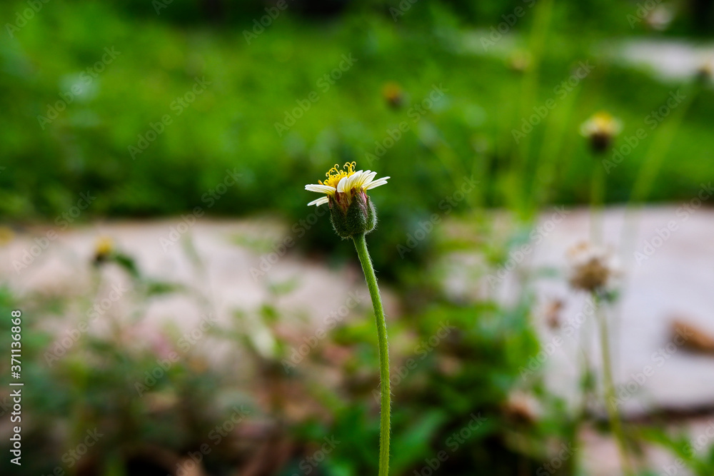 small grass flower isolated in green garden small grass flower isolated in green garden