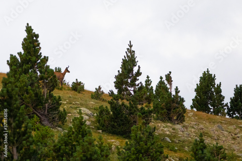 rebaño de rebecos o gamuzas (Rupicapra rupicapra) en el Pirineo catalán. Vallter, Ulldeter, Setcases, El Ripollès, Girona, Catalunya. photo