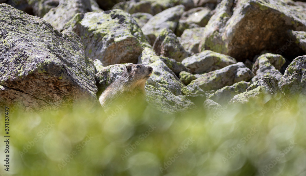 Marmota alpina (marmota marmota) Marmota alpina (marmota marmota)