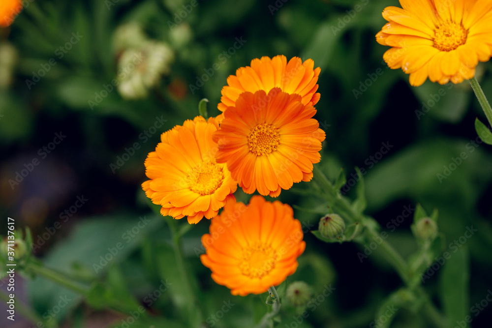 Summer background with growing flowers calendula, marigold Summer background with growing flowers calendula, marigold