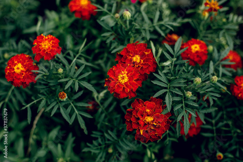 Big red marigold flowers in garden, summer background