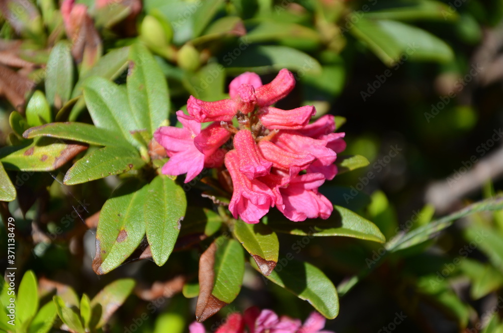 Alpenrose Alpenrose