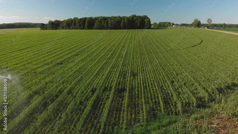 Sweet corn field , aerial view. Summer country landscape. Sweet corn field , aerial view. Summer country landscape.