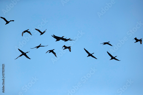 Socotra cormorants in flight
