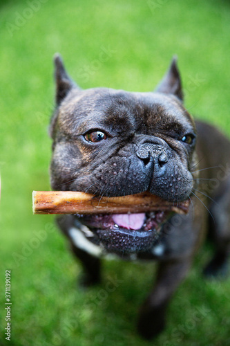Black French bulldog on the grass is eating dried beef penis. Dog's sweets. Chewing treats for domestic dogs. Natural dental treats for promotion and pampering.