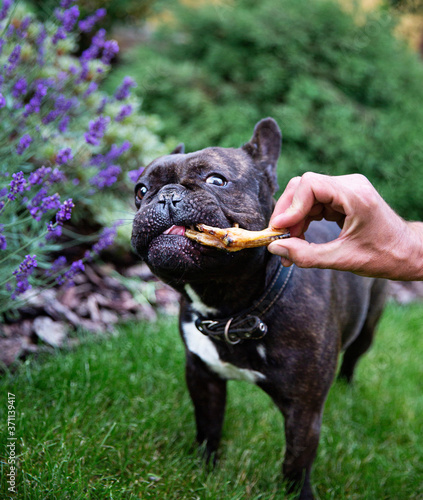 Black French bulldog on the grass is eating dried chicken leg from man's hand and levander flowers on the background.  Chewing treats for domestic dogs. Natural dental treats for promotion