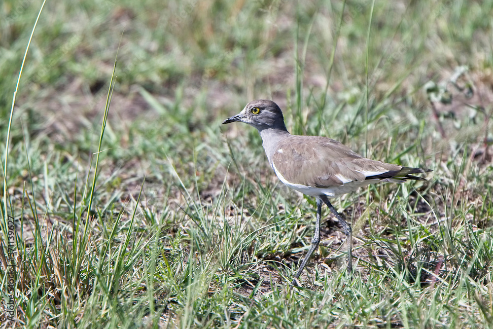 Long-toed Plover (Vanellus crassirostris), Maasai Mara, Kenya. Long-toed Plover (Vanellus crassirostris), Maasai Mara, Kenya.