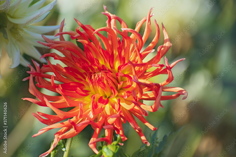 Macro view of amazing yellow - red dahlia flower with long curved petals Macro view of amazing yellow - red dahlia flower with long curved petals