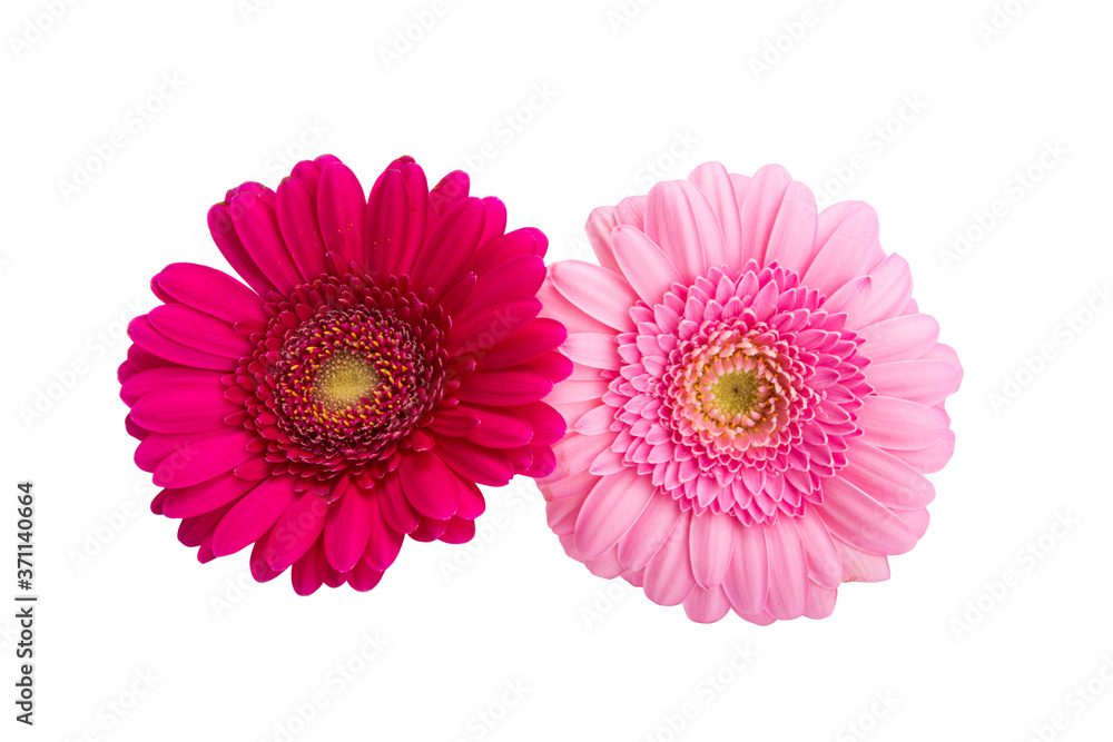 beautiful gerbera isolated beautiful gerbera isolated