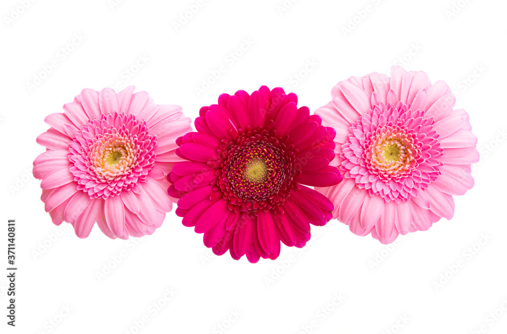 beautiful gerbera isolated beautiful gerbera isolated