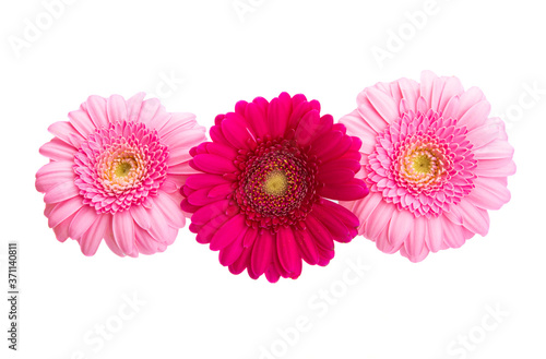 beautiful gerbera isolated