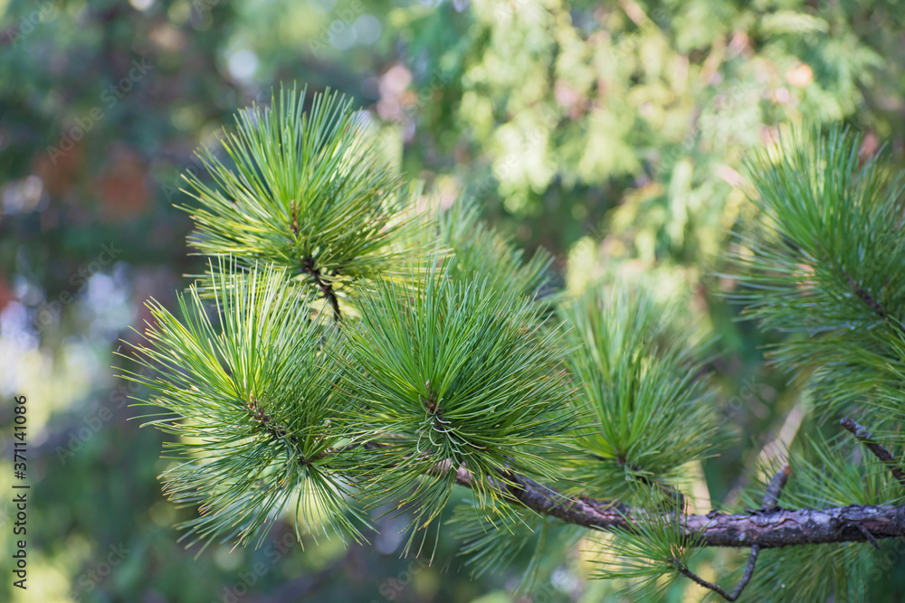 The branches of cedar tree with long needles The branches of cedar tree with long needles