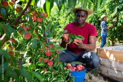 Concentrated african american farmer harvesting ripe peaches in fruit garden
