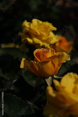 Yellow Flower of Rose  Inka  in Full Bloom 