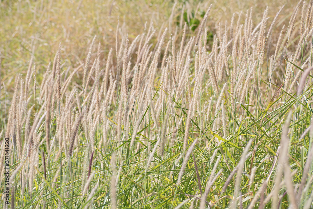 Glade of beige and pale violet decorative fluffy spikelets Glade of beige and pale violet decorative fluffy spikelets