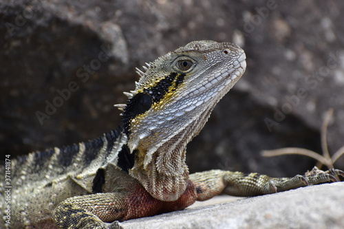 water dragon lizard
