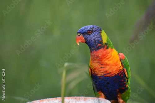 lorikeet