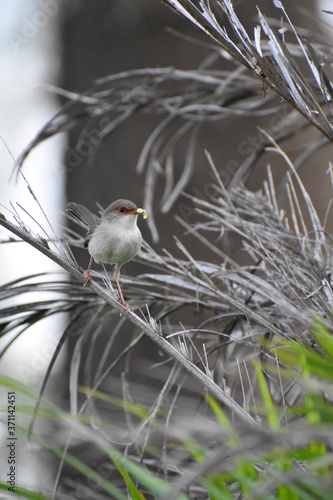 wren with a worm
