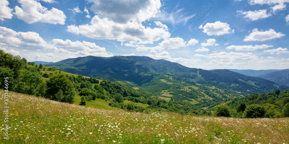 pasture on a sunny day in mountains. wonderful countryside landscape of carpathians. fluffy clouds on the sky