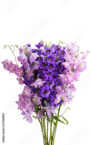 beautiful flowers delphinium isolated