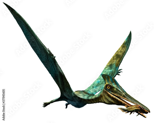 Fototapeta Naklejka Na Ścianę i Meble -  Pterodactylus prehistoric dinosaur 3D illustration