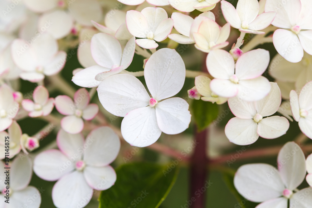 Fototapeta premium Hydrangea paniculata Vanille Fraise, Paniculate Hydrangea Rehny close up